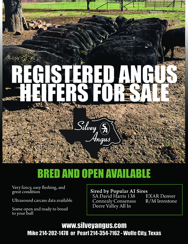 Black Angus Cattle For Sale In Texas 84