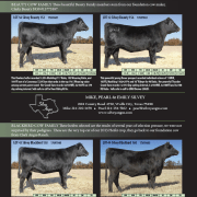 Heifer Sale Livestock Show Fort Worth