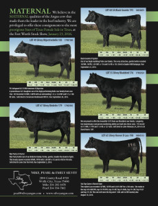 Registered Angus Cows for sale Silvey Angus