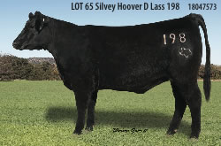 Registered Angus Cow Silvey 198