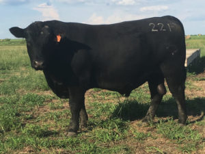 Registered Angus Bull for Sale in Texas