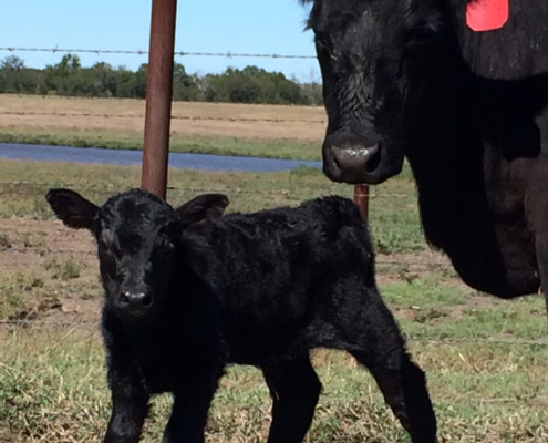 Registered Angus cow and calf