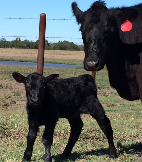 Registered Angus cow and calf