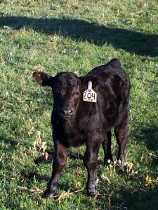 Registered Angus calf - first offspring of SA David Harris