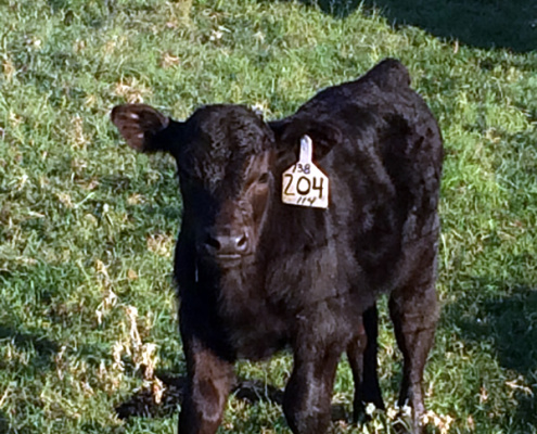 Registered Angus calf - first offspring of SA David Harris