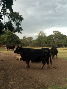 Registered Angus Cattle in Texas