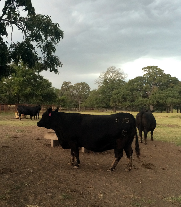 Registered Angus Cattle in Texas