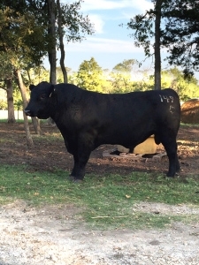 Registered Angus Bull 149