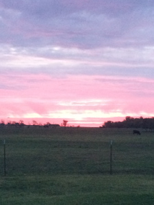 Sunset at Silvey Angus Ranch