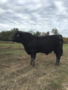 Registered Angus Herd sires available in Texas