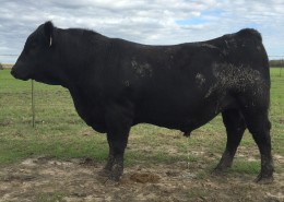 Registered Angus Herd sires available in Texas