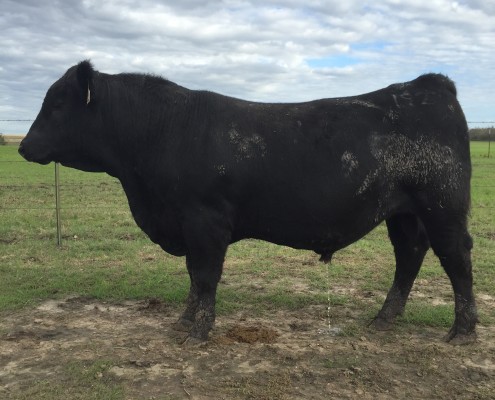 Registered Angus Herd sires available in Texas