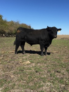 Registered Angus bulls available in Texas