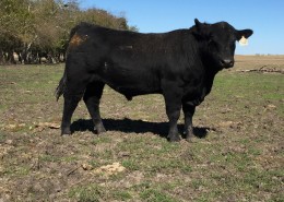 Registered Angus bulls available in Texas