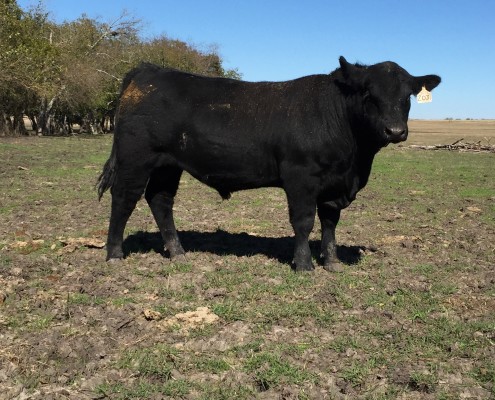 Registered Angus bulls available in Texas