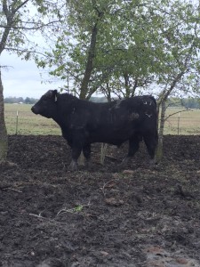 Registered Angus Herd bulls available in Texas