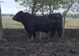 Registered Angus Herd bulls available in Texas