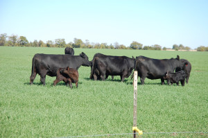 Registered Angus Cattle, Wolfe City Texas