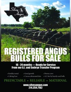 Registered Black Angus Bulls For Sale in Texas