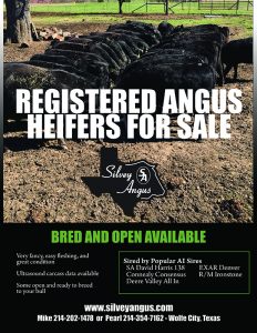 Registered Black Angus Heifers for sale in Texas