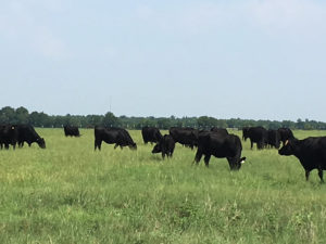 Registered Angus Cows For Sale in North Texas