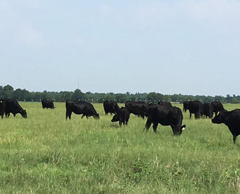 Registered Angus Cows For Sale in North Texas