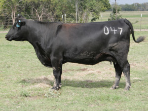 Registered angus cows for sale