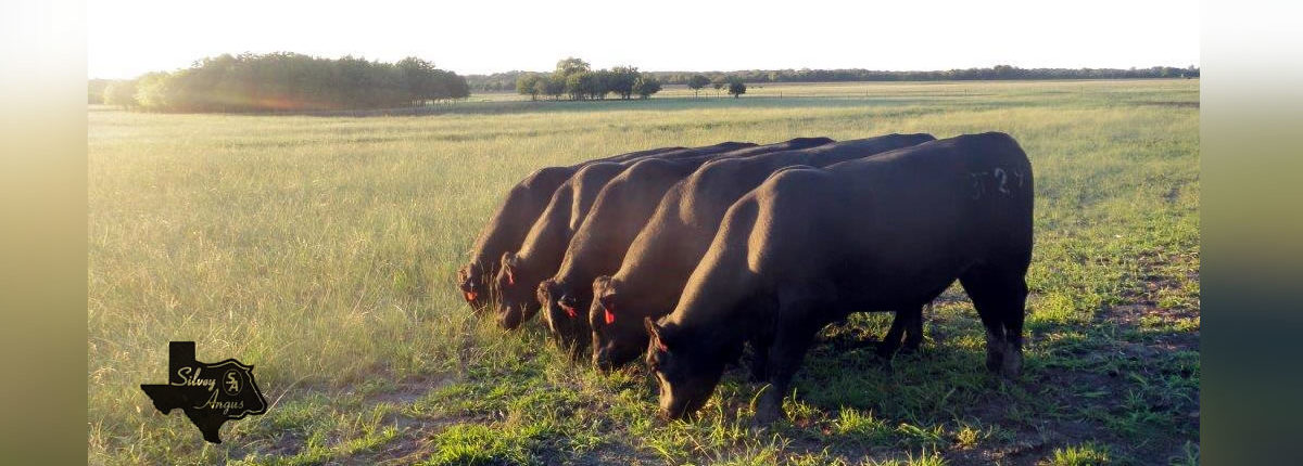 Gorgeous registered Angus Cows at Silvey Angus Ranch