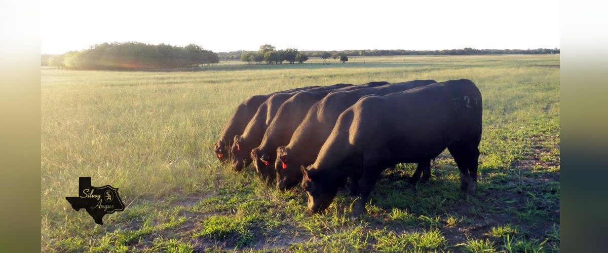 Gorgeous registered Angus Cows at Silvey Angus Ranch