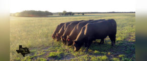 Registered Angus Cows