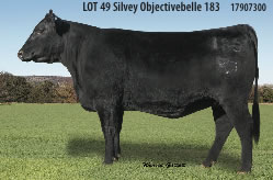 Registered Angus Cow Silvey Angus
