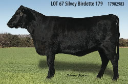 Registered Angus Cow Silvey 179