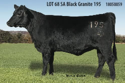 Registered Angus Cow SA Black Granite