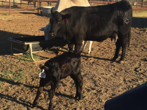 New registered Angus calf born
