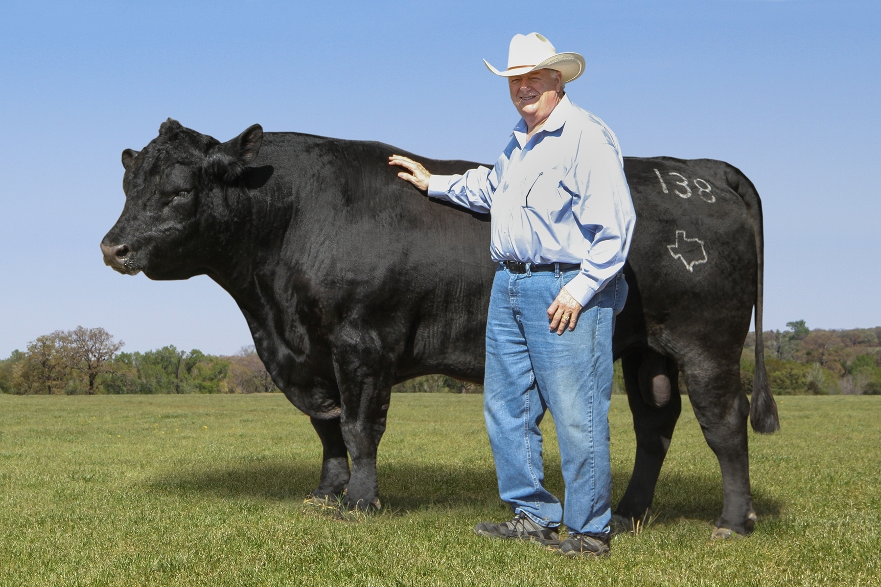 Registered Angus Bull SA David Harris - Herd Sire