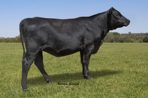 Registered Angus Cattle Breeding