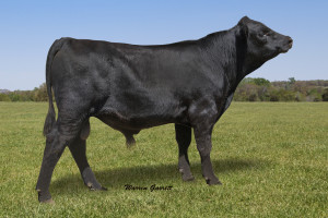 Registered Angus bull
