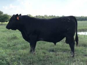 Registered Angus Bull for Sale Silvey Angus Ranch