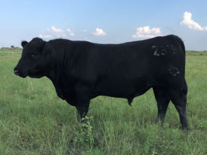 Registered Angus Bull for Sale in Texas