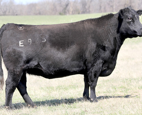 E925 Lone Star Objective Belle