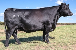Olivia - Registered Angus Cow in Texas