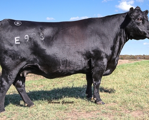 Olivia - Registered Angus Cow in Texas