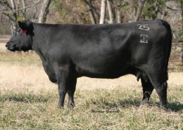 Precision 25 Registered Angus Cow Texas