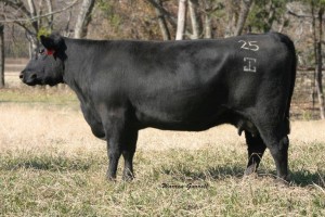 Precision 25 Registered Angus Cow Texas