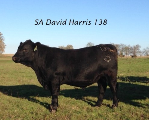 SA David Harris 138