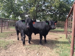 Calves out of E925