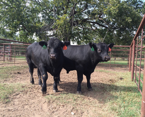 Calves out of E925
