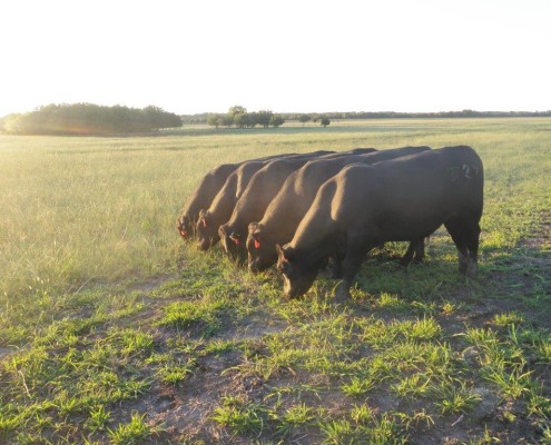 Registered Angus Cattle eating in precision