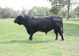 Pearl's big Registered Angus Bull Baby