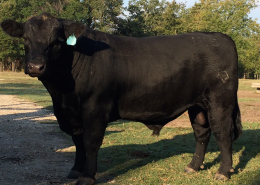 Registered Angus Bulls for Sale in North Texas